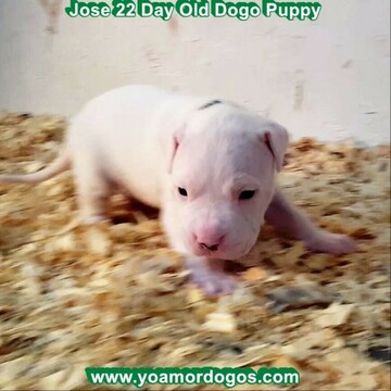 Medium Photo #38 Dogo Argentino Puppy For Sale in PINEVILLE, MO, USA