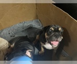 Small #4 Bulldog