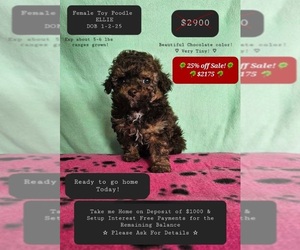 Poodle (Toy) Puppy for sale in TUCSON, AZ, USA