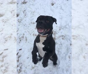 Deitz - Male Bulloxer Dog for Adoption - Photo #21