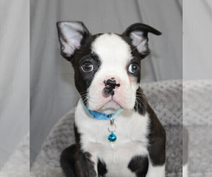 Boston Terrier Puppy for sale in BROOKSVILLE, FL, USA