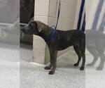 Small American Pit Bull Terrier Mix