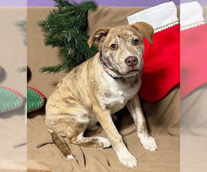 Mutt Dogs for adoption in Genesee, WI, USA