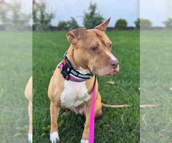 Medium Photo #5 American Staffordshire Terrier-Unknown Mix Puppy For Sale in Lake Forest, CA, USA