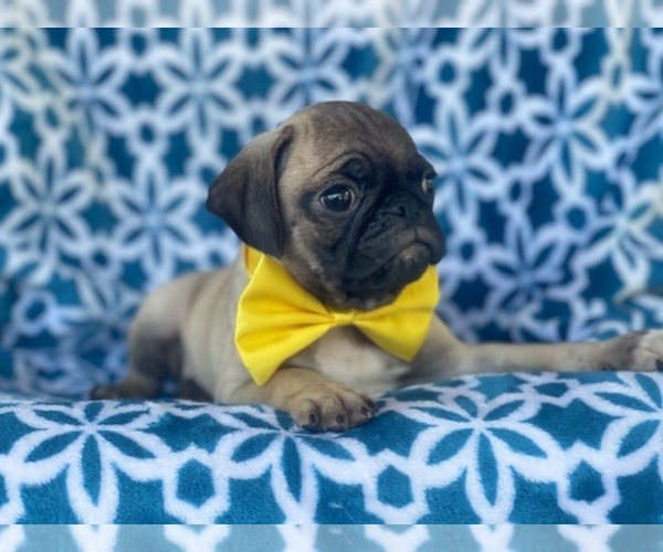 Medium Photo #12 Pug Puppy For Sale in LAKELAND, FL, USA