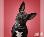 Small #17 Labrador Retriever Mix