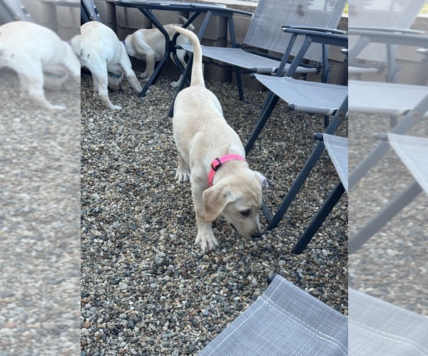 Medium Photo #6 Labrador Retriever Puppy For Sale in CARTER LAKE, IA, USA