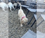 Small #5 Labrador Retriever
