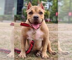 Small Photo #1 American Bully Puppy For Sale in Makati City, Metro Manila, Philippines