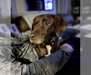 Lab-Pointer Dogs for adoption in Oakhurst, NJ, USA