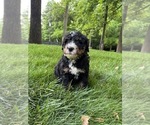 Small #2 Bernedoodle (Miniature)