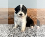 Small #4 Australian Shepherd