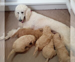 Mother of the Poodle (Standard) puppies born on 03/01/2022
