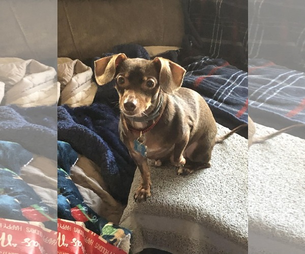 Medium Photo #3 Chiweenie Puppy For Sale in Fruitland, SC, USA