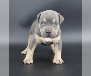 American Bully Puppy for sale in CHAMPAIGN, IL, USA