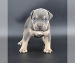 Image preview for Ad Listing. Nickname: Duce