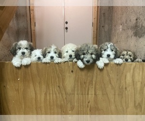 Karakachan-Komondor Mix Puppy for sale in EXETER, RI, USA
