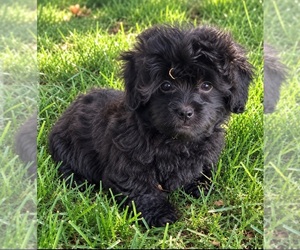 Shih-Poo-ShihPoo Mix Puppy for sale in RICHMOND, MO, USA