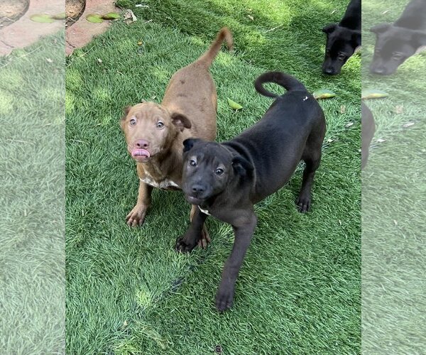 Medium Photo #14 Chinese Shar-Pei-Labrador Retriever Mix Puppy For Sale in Dana Point, CA, USA