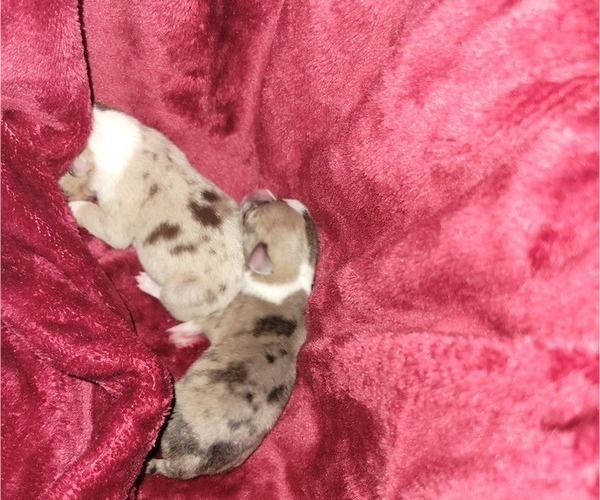 Medium Photo #4 Chihuahua Puppy For Sale in ATTALLA, AL, USA