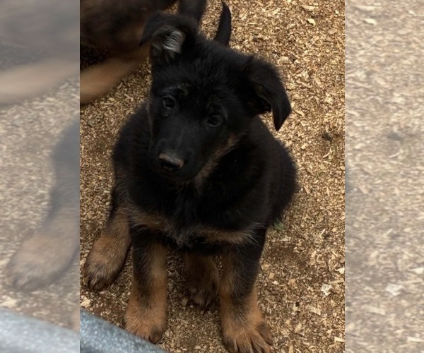 Medium Photo #2 German Shepherd Dog Puppy For Sale in NEWVILLE, PA, USA