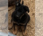 Small #1 German Shepherd Dog