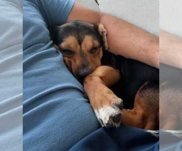 Medium Photo #6 Beagle-Unknown Mix Puppy For Sale in Dunnellon, FL, USA