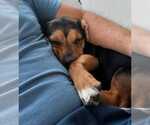 Small #5 Beagle Mix
