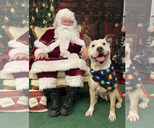 Medium Photo #4 American Bulldog-Labrador Retriever Mix Puppy For Sale in Rockaway, NJ, USA