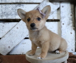Small Photo #3 Pembroke Welsh Corgi-Pomeranian Mix Puppy For Sale in HONEY BROOK, PA, USA