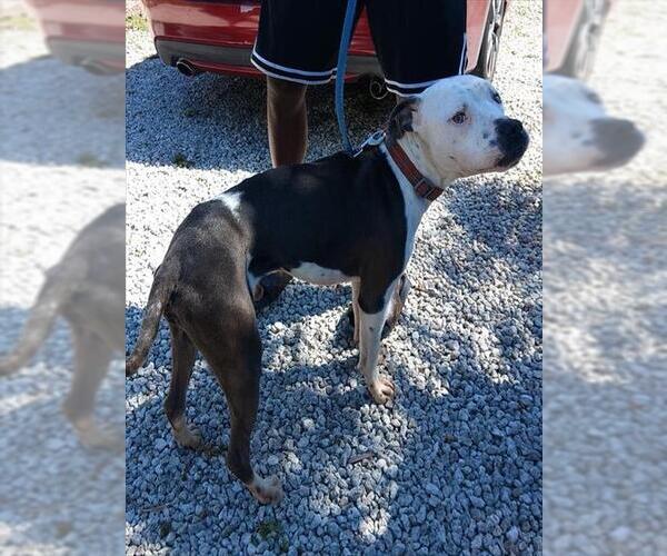 Medium Photo #1 American Staffordshire Terrier Puppy For Sale in Fort Lauderdale, FL, USA