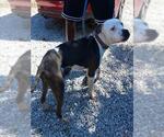Small American Staffordshire Terrier