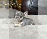 Puppy Sophie French Bulldog