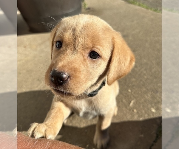 Medium Photo #5 Labrador Retriever Puppy For Sale in WESTBY, WI, USA