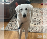 Small #5 Great Pyrenees-Retriever  Mix