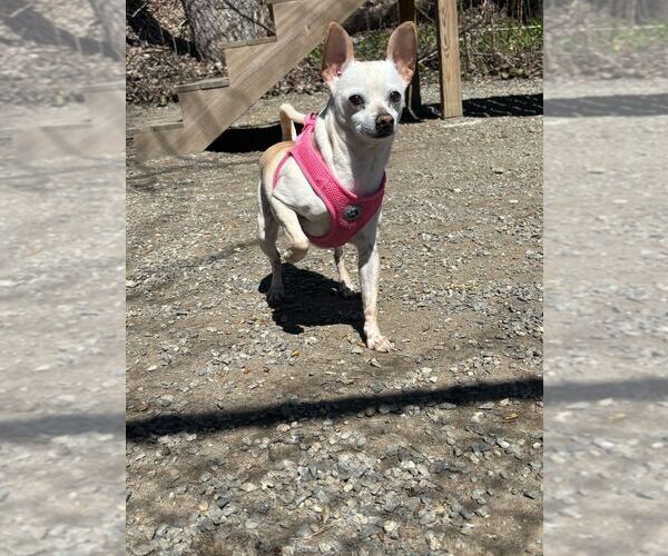 Medium Photo #4 Chihuahua Puppy For Sale in Elmsford, NY, USA