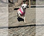 Small #3 Chihuahua