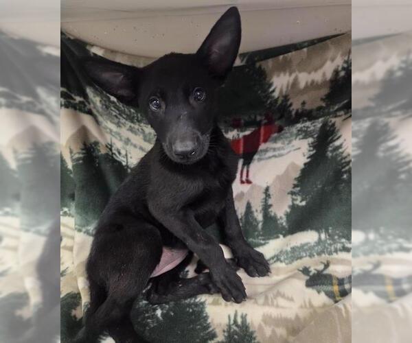 Medium Photo #1 German Shepherd Dog-Unknown Mix Puppy For Sale in HESPERIA, CA, USA