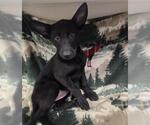 Small German Shepherd Dog Mix
