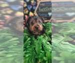 Small Photo #4 Yorkshire Terrier Puppy For Sale in AKRON, OH, USA