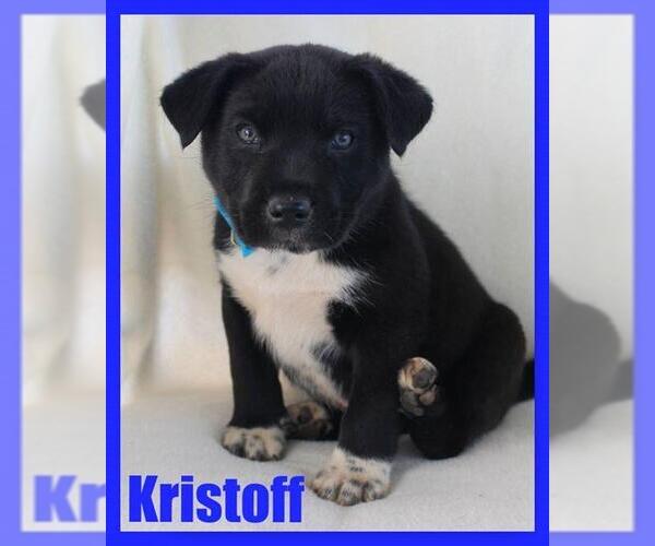 Medium Photo #3 Labrador Retriever-Unknown Mix Puppy For Sale in McDonough, GA, USA