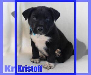 Kristoff - Male Labrador Retriever-Unknown Mix Dog for Adoption - Photo #3