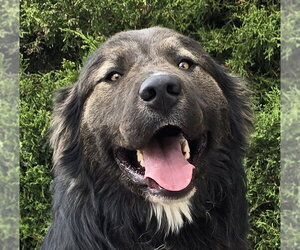 Great Bernese Dogs for adoption in Albuquerque, NM, USA