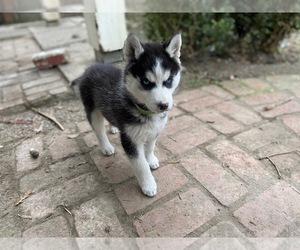 Alusky Puppy for sale in STKN, CA, USA