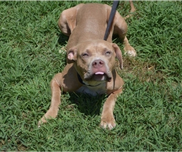Medium Photo #2 American Bully Puppy For Sale in UNIONVILLE, VA, USA