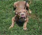 Small Photo #2 American Bully Puppy For Sale in UNIONVILLE, VA, USA