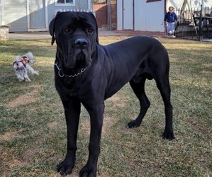 Father of the Cane Corso puppies born on 01/04/2023