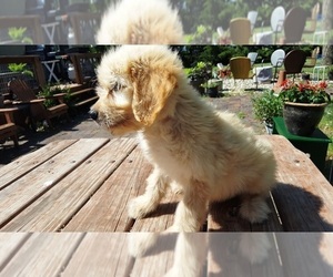 Goldendoodle Puppy for Sale in LEON, Kansas USA