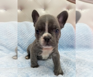 French Bulldog Puppy for sale in TAMPA, FL, USA