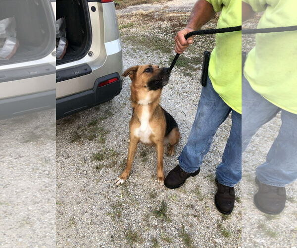 Medium Photo #1 Mutt Puppy For Sale in Stover, MO, USA